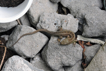 A sand lizard basking in the Sun on stones