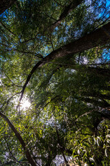 Under the Forest Tree Canopy