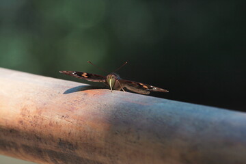 
Butterfly near the river waters