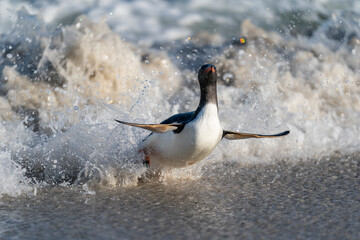 The gentoo penguin (Pygoscelis papua)