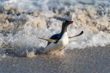 The gentoo penguin (Pygoscelis papua)