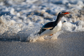 The gentoo penguin (Pygoscelis papua)