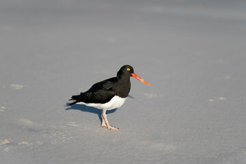 The Pied Oystercatcher (Haematopus leucopodus)