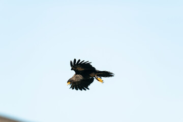 The striated caracara (Phalcoboenus australis)
