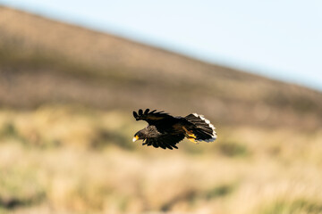 The striated caracara (Phalcoboenus australis)