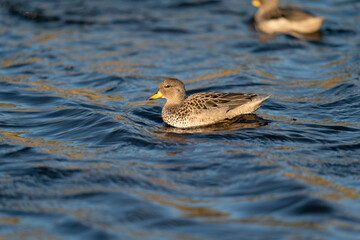 The yellow-billed pintail (Anas georgica)