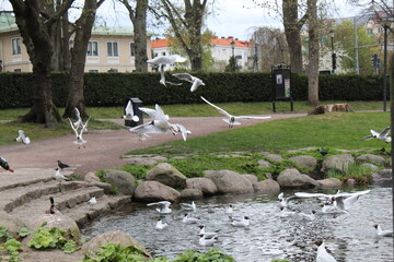 Lachmöwen in Kalmar © Thomas