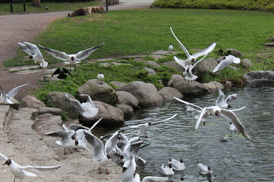 Lachm&ouml;wen in Kalmar