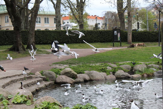Lachm&ouml;wen in Kalmar