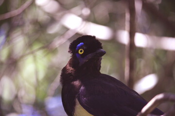 
Jay crested plush bird