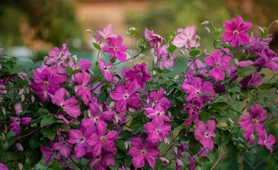 Flowers of perennial clematis vines in the garden. Clematis climbs into the garden near the house. Beautiful purple clematis.