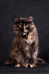 Whiskered Maine Coon cat on a black background