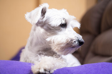 Adorable schnauzer at home resting