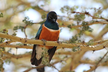 Angry bird on a branch