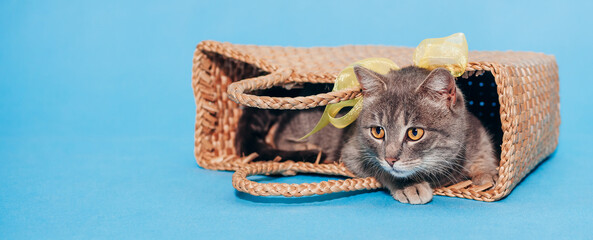 Cute fluffy gray cat with a yellow bow around his neck lies in a basket on a blue background and do not looks into the camera. Banner. Place for text. Animal Welfare Day. Veterinary. Greeten postcard