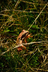 frog on the grass