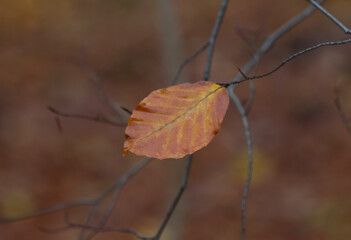Autumn leaves in the forest.