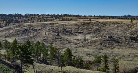 Green pine trees on the hills in a valley among the mountains in Montana