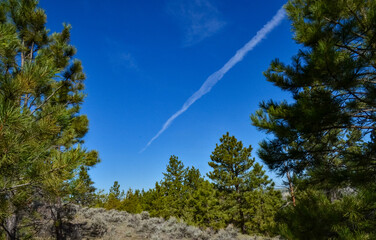 Green pine trees on the hills in a valley among the mountains in Montana