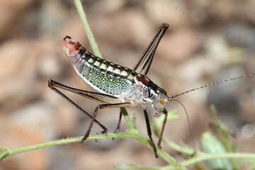 grasshopper on the grass -Poecilimon zonatus-