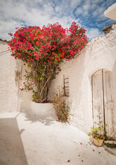 Colorful red bougainvillea growing between white plastered walls under a blue sky in a Greek town on Kyhtira