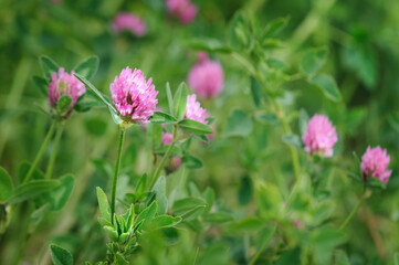 Pink clover in the meadow. Floral background with shallow depth of field. Selective focus. Place for text