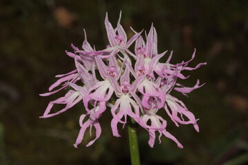 close up of an orchid