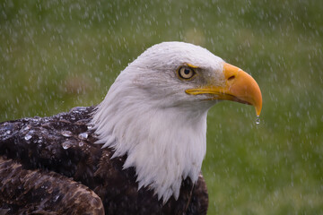 With water dripping from its beak, an unfazed and beautiful Bald Eagle tolerates a shower in the Grassland region of southern Alberta