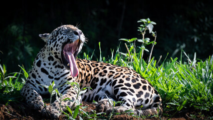 Jaguar