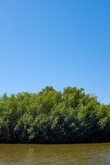 Clear blue sky and mangroves on estuary 