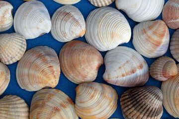 sea shells background