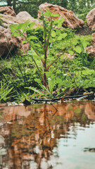 green moss on the rocks