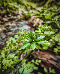 green leaves in the forest