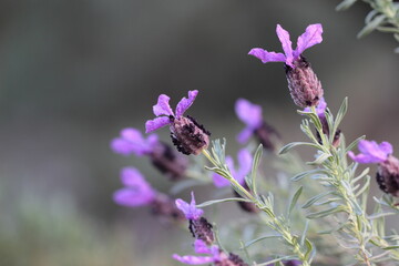 Lavandula stoechas