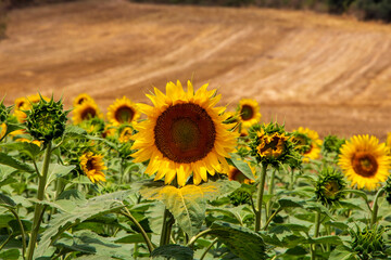 Field of sunflowers. Sunflowers against the Sun. Natural background.