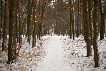 leśna zimowa ścieżka © Marcin Łazarczyk