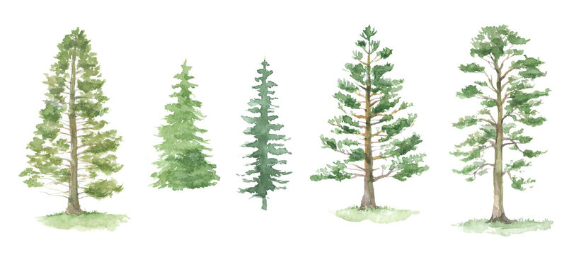 Green pine trees watercolor set. Fir trees silhouettes. Forest