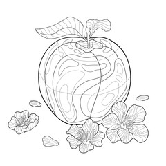 Apple with leaves and flowers on white isolated background. Fruit doodle illustration. For coloring book pages.