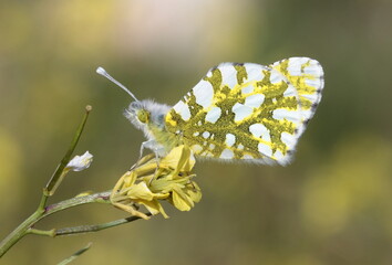 butterfly on a flower -Euchloe ausonia-