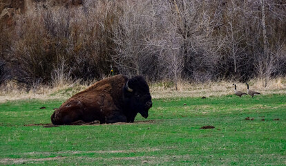 The American bison or buffalo (Bison bison). The Theodore Roosevelt National Park © Oleg Kovtun