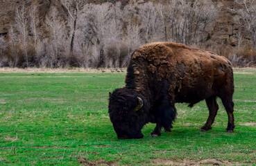 The American bison or buffalo (Bison bison). The Theodore Roosevelt National Park