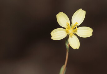 yellow flower on black