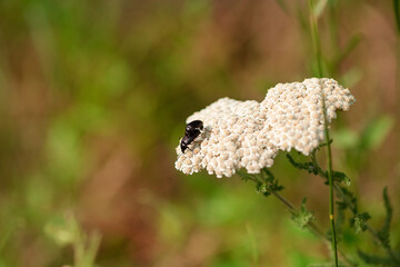 Common Yarrow Achillea millefolium white flowers close up on green blurred grass floral background, selective focus. Medicinal wild herb Yarrow.