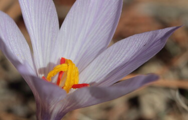 close up of crocus