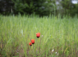 red poppies in the field