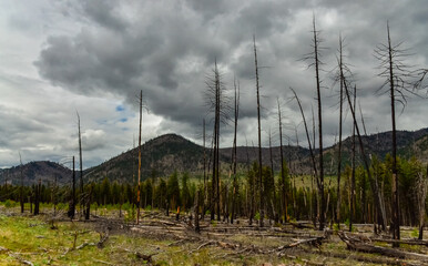 The coniferous forest is recovering after a fire. Burnt pine and spruce trunks against a cloudy sky...