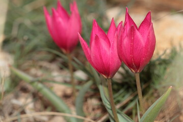 tulip flower