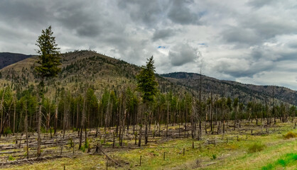 The coniferous forest is recovering after a fire. Burnt pine and spruce trunks against a cloudy sky in Montana