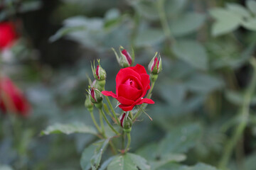 single red rose