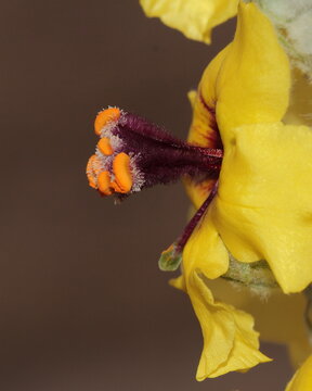 yellow flower and its anters